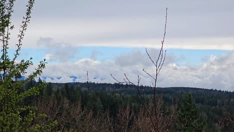 Zeitraffer-Der-Wolkenbildung-über-Einem-Wald-Im-Bundesstaat-Washington