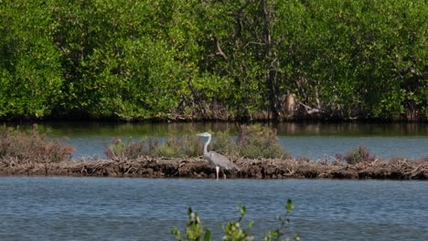 La-Cámara-Se-Aleja-Mientras-Este-Pájaro-Mira-Hacia-La-Izquierda-Descansando-Junto-A-Un-Bund-Durante-Un-Día-Ventoso,-Garza-Gris-Ardea-Cinerea,-Tailandia