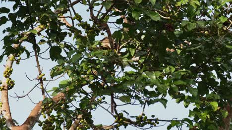 Moving-inside-the-foliage-of-this-fruiting-tree,-Three-striped-Palm-Civet-Arctogalidia-trivirgata,-Thailand