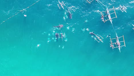 Whale-Shark-Tourism-in-Oslob,-Philippines,-Drone-Top-View