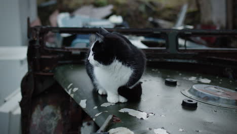 Cute-pet-cat-resting-on-top-of-old-car-in-derelict-place
