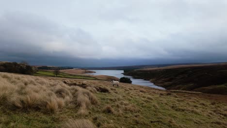 Yorkshire-Moorlandschaft-In-Der-Englischen-Landschaft