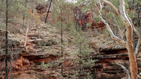 Vista-Creciente-De-Drones-Del-árbol-De-Goma-De-Río-Alto-En-Alligator-Gorge-En-El-Parque-Nacional-Mount-Notable,-Australia-Del-Sur