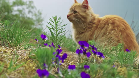Orange-Tabby-cat-sitting-outside-in-the-grass,-slow-motion-stabilized-shot