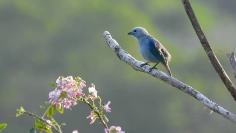 Blaugrauer-Tangar-Thront-In-Santa-Marta,-Kolumbien