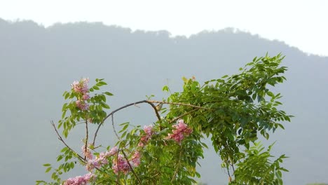 Kleiner-Gelbschnabel-Tyrann-Im-Santa-Marta,-Magdalena,-Colombia-Park