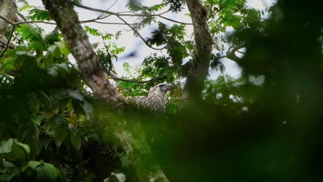 Seen-deep-in-the-foliage-of-the-tree-facing-left-and-then-raises-its-head-to-look-up,-Philippine-Eagle-Pithecophaga-jefferyi,-Philippines