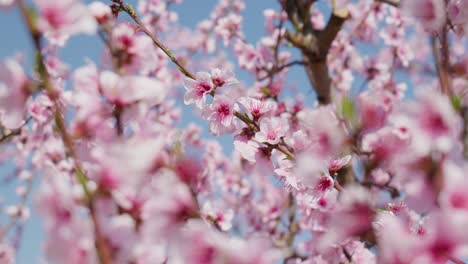 Close-up-shot-of-beautiful-peach-tree-pink-flowers-blossom-petals