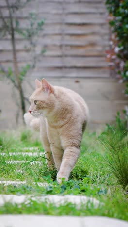 Vertical-video-of-beautiful-pet-cat-walking-inside-garden