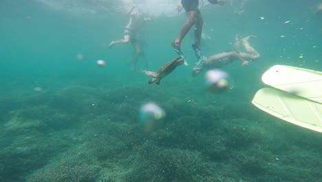 Taucher-Und-Meeresschildkröten-Schwimmen-Unter-Dem-Ozean-Mit-Schwebenden-Blasen