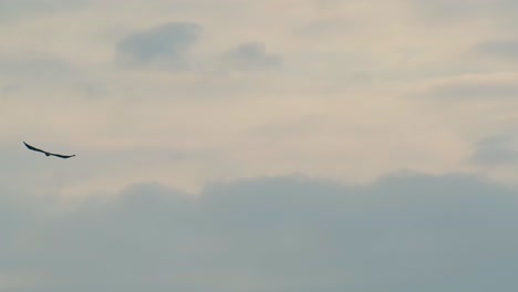 Adlervogel-Fliegt-Und-Gleitet-Durch-Dramatischen-Wolkenhimmel