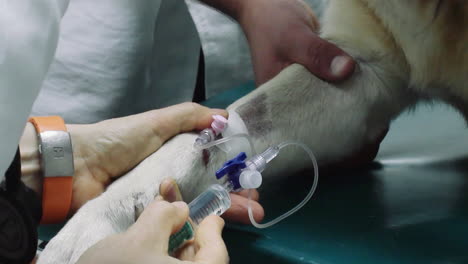 Dog-anesthetized-with-medication-in-the-veterinary-clinic