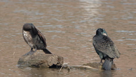 Paar-Große-Kormorane-Vögel-Putzen-Federn-Oder-Pflege-Durch-Wasser