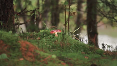 A-close-up-shot-of-the-fly-agaric-mushrooms-on-the-moss-covered-forest-floor