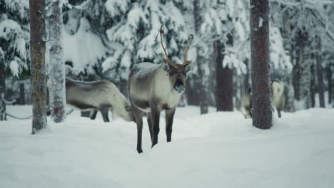 Reno-Con-Grandes-Cuernos-Parado-En-Un-Bosque-Nevado-En-La-Laponia-Finlandesa