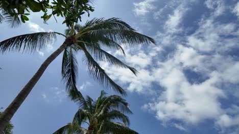 Swaying-palms-against-a-blue-sky-with-fluffy-clouds,-Koh-Samui,-Thailand