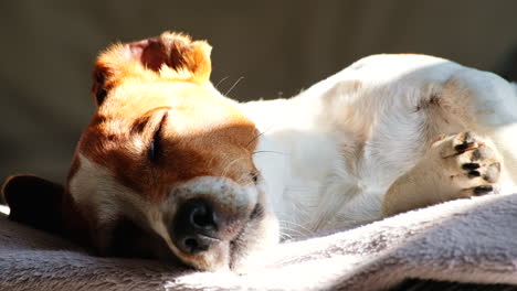 Closeup-on-face-of-Jack-Russell-pet-dog-dozing-off-in-afternoon-sun