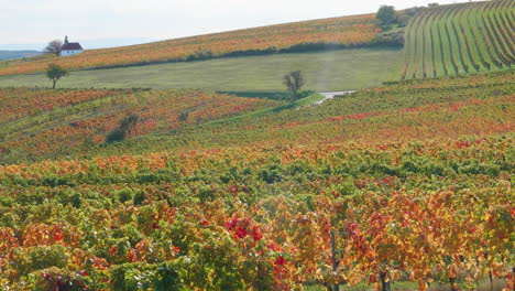 Viñedo-En-Otoño-Con-Una-Iglesia-Al-Fondo-Bajo-El-Sol.