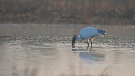 Ibis-De-Cabeza-Negra-Pescando-En-El-Humedal-Por-La-Mañana