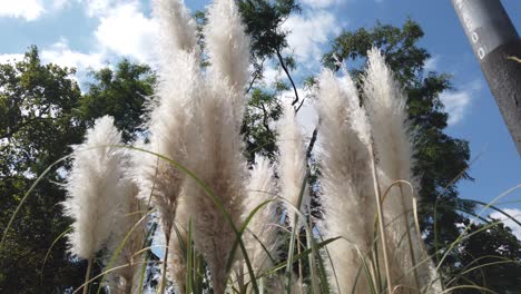 Closeup-to-wheat-flowers-at-argentine-urban-plaza-park-in-buenos-aires-skyline