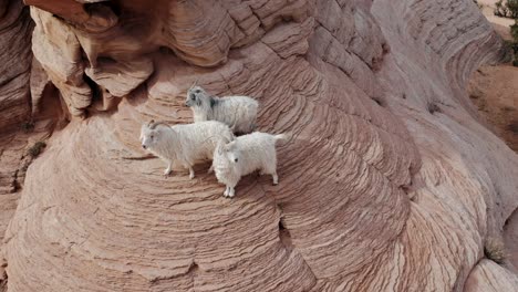 A-spectacular-close-up-drone-shot-of-a-band-of-three-mountain-goats-climbing-and-trekking-along-a-rock-wall-in-the-middle-of-the-desert-near-Antelope-Canyon,-just-East-of-Page,-Arizona