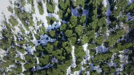 Un-Denso-Bosque-Bañado-Por-La-Nieve-Durante-El-Día,-Insinuando-El-Toque-Del-Invierno,-Vista-Aérea