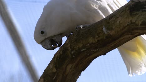 Papagei-Kaut-In-Zeitlupe-Auf-Einem-Stück-Rinde