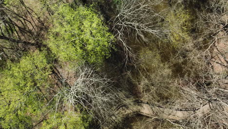 Bell-slough-wildlife-area-with-dense-greenery-and-dry-trees,-arkansas,-aerial-view