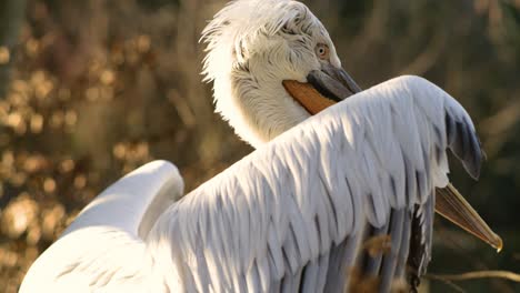 pelican-flapping-his-wings-in-slow-motion-close-up