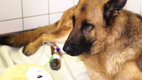 German-Shepherd-in-the-animal-clinic-after-surgery