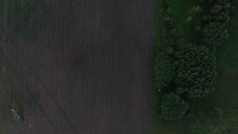 Aerial-view-descending-above-deers-on-a-rural-field---Odocoileus-virginianus