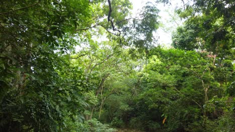 Drone-shot-passing-through-a-valley-surrounded-by-a-thick-dense-tropical-forest,-the-overgrown-trees-covered-in-vibrant-green-leaves,-Santa-Marta,-Magdalena