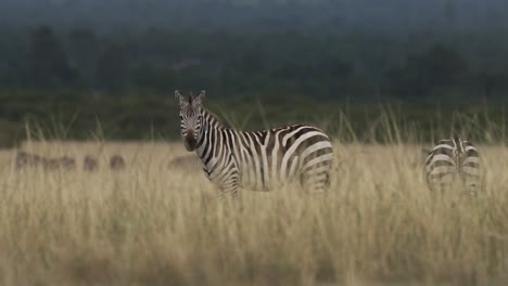 Ein-Zebra-Blickt-Durch-Hohes-Gras-Auf-Den-Afrikanischen-Ebenen