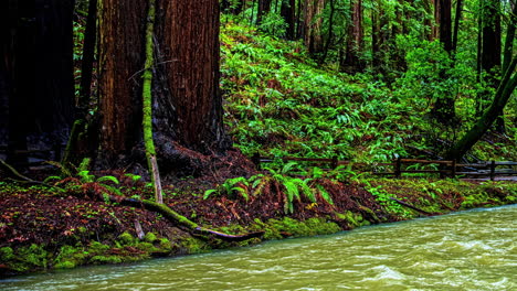 Lapso-De-Tiempo,-Gente-En-El-Camino-Bajo-Altas-Secuoyas-Junto-A-Un-Arroyo-En-Un-Día-Húmedo-Y-Húmedo,-Bosque-Del-Monumento-Nacional-De-Muir,-California,-Estados-Unidos