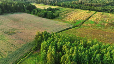 Drohne-Umkreist-Hirsche,-Die-Auf-Einem-Feld-Auf-Dem-Land-Grasen,-Sommerabend-In-Skandinavien