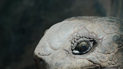 Medium-close-shot-of-a-Giant-Aldabra-tortoise-raising-its-head-up-into-the-camera