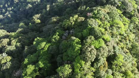 Drone-footage-flying-above-rainforest-canopy-of-Borneo-jungle