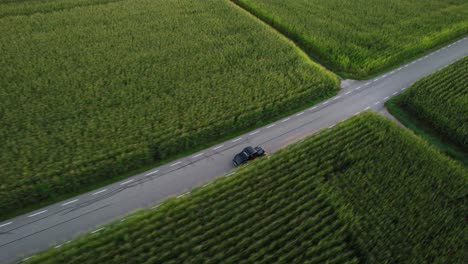 A-black-vintage-car-drives-on-a-road-that-leads-through-a-corn-field