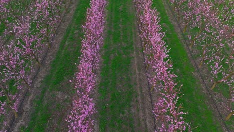 Above-View-Of-Growing-Apricot-Trees-In-The-Orchard-During-Springtime
