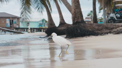 BIRD-CALLED-GARCETA-BLANCA-EATING-A-FISH-THAT-HAS-JUST-CATCHED-ON-THE-SHORE-OF-BIRD-CALLED-GARCETA-BLANCA-WITH-YELLOW-BEAK,-EATING-A-FISH-THAT-HAS-JUST-CATCHED-WITH-ITS-BEAK-ON-THE-SHORE,-Belize