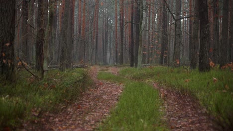 Pathway-In-The-Woodland-Filled-With-Fallen-Leaves-In-Poland