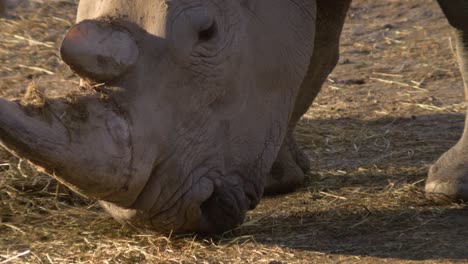Rinoceronte-Comiendo-Heno-En-Cámara-Súper-Lenta