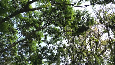 Fruit-Bats-Hanging-From-Trees-drove-180d-view-in-kolhapur