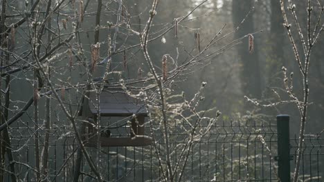 Garden-birds-in-morning-coming-to-wooden-feeder-hanging-on-tree