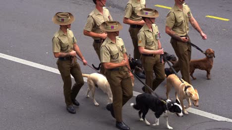 Vertreter-Der-Australischen-Armee-Führen-Militärische-Arbeitshunde-Während-Der-Anzac-Day-Parade-In-Der-Stadt-Brisbane-Auf-Der-Straße-Spazieren