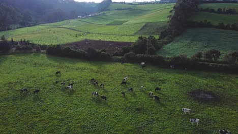 Aerial-view-of-agriculture-and-livestock-in-a-meadow-in-the-Pichincha-region,-Ecuador