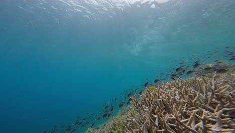 Tropical-Fish-And-Clear-Blue-Water-In-Indonesia