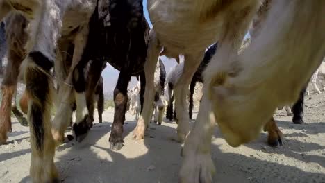 Goat-Herd-checking-out-camera-before-walking-over-camera