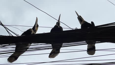 Great-hornbills-chill-on-a-Phnom-Penh-light-pole,-city-life-a-backdrop-to-their-tranquil-pose
