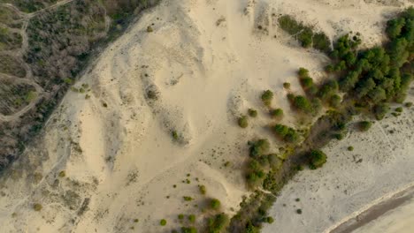 Toma-Aérea-Que-Revela-El-Bosque-De-Pinos-De-Arcachon-Desde-La-Duna-De-Pyla.